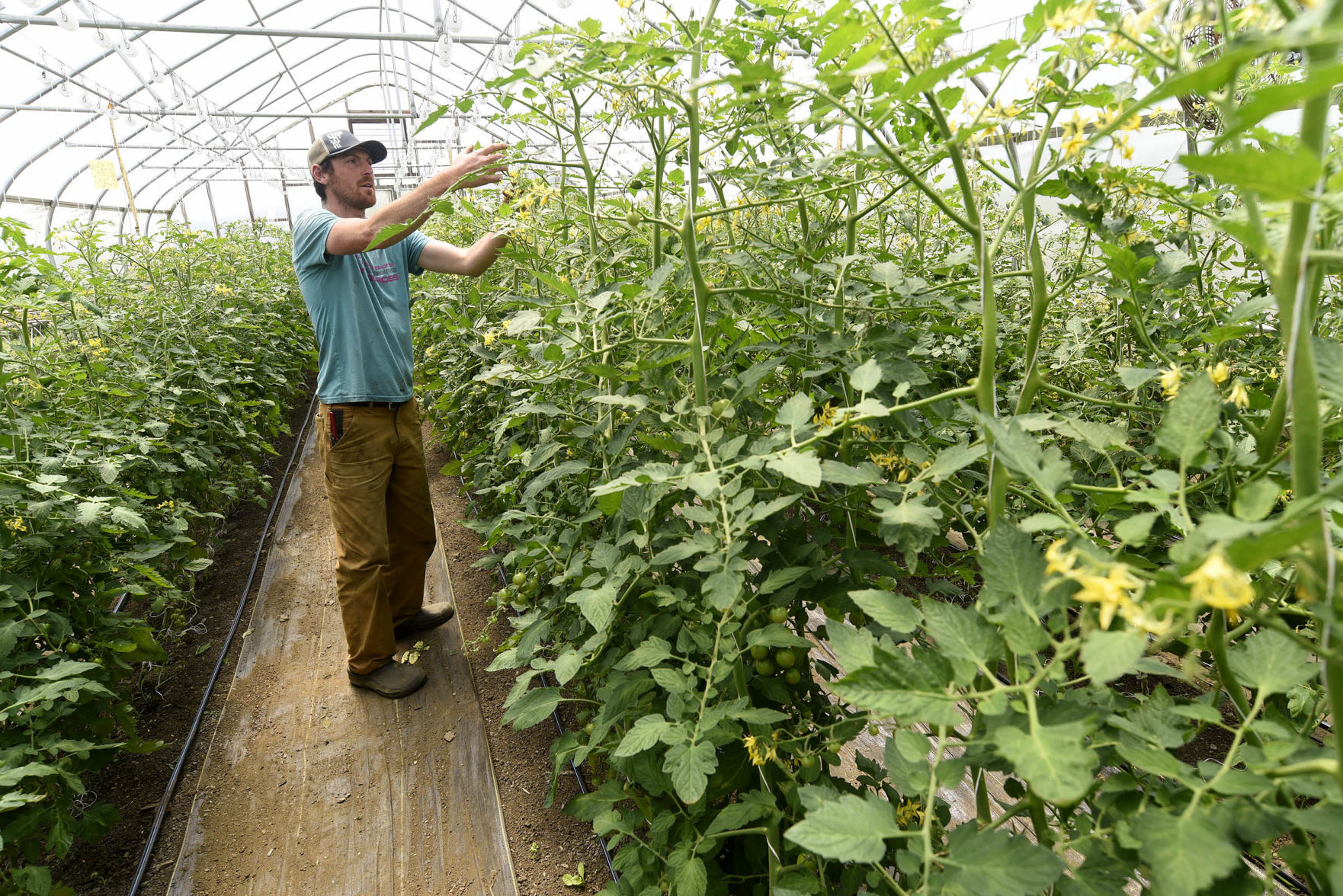 Training tomatoes